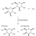 Merck BETA-GALACTOSIDASE FROM ESCHERICHIA COLI