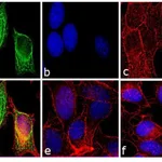Thermo Fisher Scientific Rabbit anti-Mouse IgG F(ab`)2 Secondary Antibody, FITC