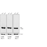 Thermo Fisher Scientific F(ab`)2-Goat anti-Mouse IgG (H+L) Cross-Adsorbed Secondary Antibody, HRP