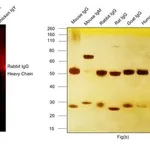 Thermo Fisher Scientific Donkey anti-Rabbit IgG (H+L) Highly Cross-Adsorbed Secondary Antibody, Alexa Fluor 647