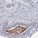 Merck ANTI-IFNB1 ANTIBODY PRODUCED IN RABBIT