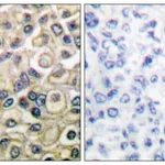 Merck Anti-Claudin 1 antibody produced in rabbit