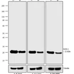 Thermo Fisher Scientific Rabbit anti-Mouse IgG, IgM (H+L) Secondary Antibody, HRP