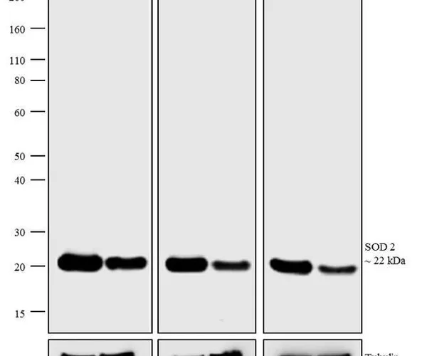 Thermo Fisher Scientific Rabbit anti-Mouse IgG, IgM (H+L) Secondary Antibody, HRP