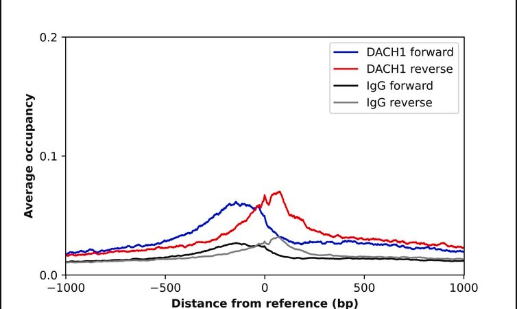 Merck Anti-DACH1 antibody produced in rabbit