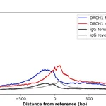 Merck Anti-DACH1 antibody produced in rabbit