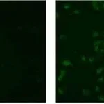 Thermo Fisher Scientific Mouse anti-Rat IgG (H+L) Secondary Antibody, Biotin, eBioscience