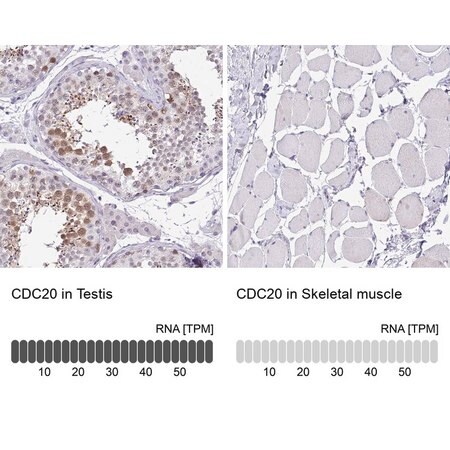 Merck Anti-CDC20 antibody produced in rabbit