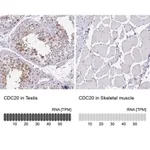 Merck Anti-CDC20 antibody produced in rabbit