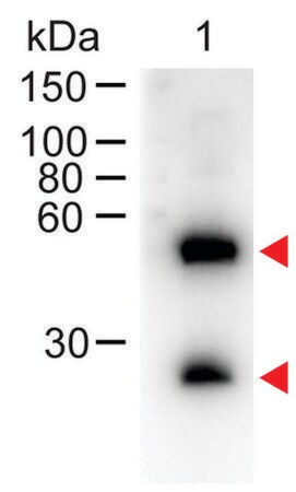Merck Anti-Mouse IgG (H+L)-Peroxidase antibody produced in donkey