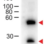 Merck Anti-Mouse IgG (H+L)-Peroxidase antibody produced in donkey