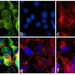 Thermo Fisher Scientific F(ab`)2-Goat anti-Mouse IgG (H+L) Secondary Antibody, FITC