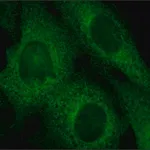 Merck Anti-Rab4 antibody produced in rabbit
