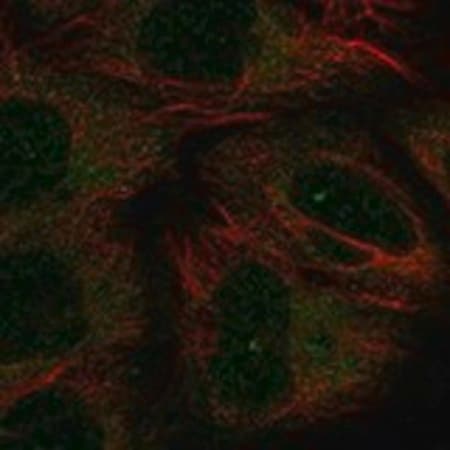 Merck Anti-CHODL antibody produced in rabbit