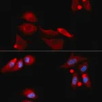 Merck ANTI-GFRA1 ANTIBODY PRODUCED IN RABBIT