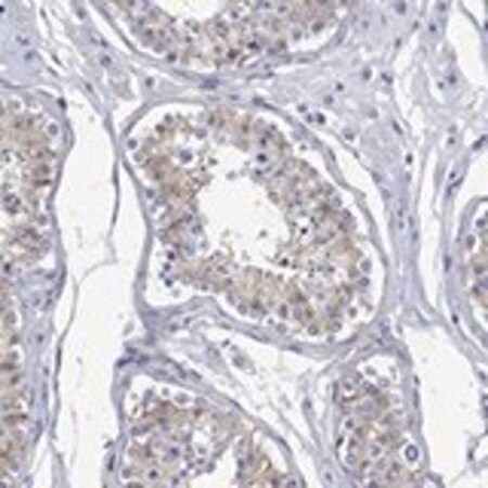 Merck Anti-ANKMY1 antibody produced in rabbit