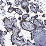 Merck Anti-FKBP9 antibody produced in rabbit