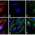 Thermo Fisher Scientific Goat anti-Rabbit IgG Fc Cross-Adsorbed Secondary Antibody, TRITC