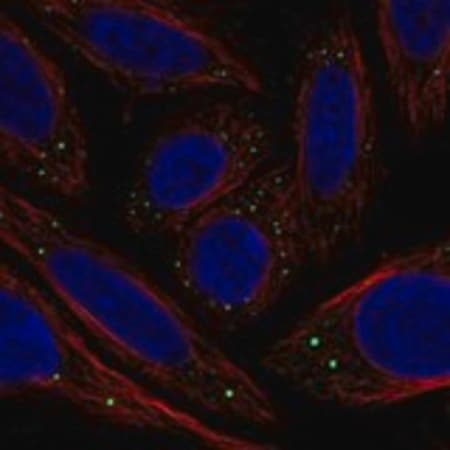Merck Anti-C1GALT1C1 antibody produced in rabbit