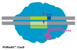 Merck PUREDIT CAS9