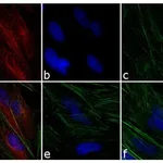 Thermo Fisher Scientific Donkey anti-Mouse IgG (H+L) Highly Cross-Adsorbed Secondary Antibody, TRITC