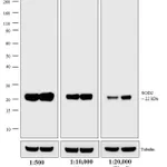 Thermo Fisher Scientific Donkey anti-Mouse IgG (H+L) Highly Cross-Adsorbed Secondary Antibody, AP