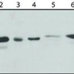 Merck ANTI-ERGIC-53 ANTIBODY, MOUSE MONOCLONA&