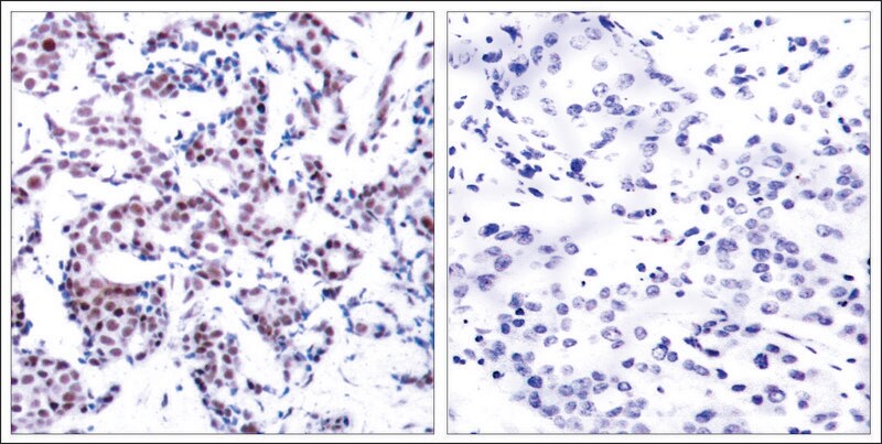 Merck Anti-phospho-JUNB (pSer259) antibody produced in rabbit