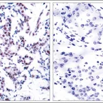 Merck Anti-phospho-JUNB (pSer259) antibody produced in rabbit