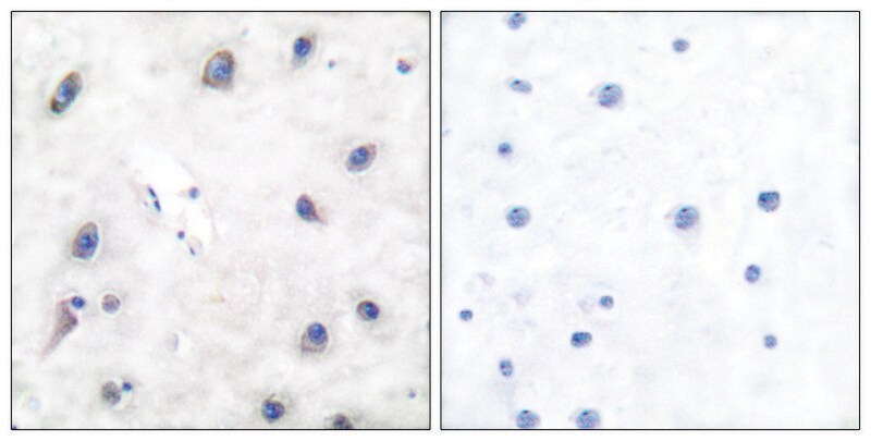 Merck Anti-DARPP-32, N-Terminal antibody produced in rabbit