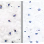 Merck Anti-DARPP-32, N-Terminal antibody produced in rabbit