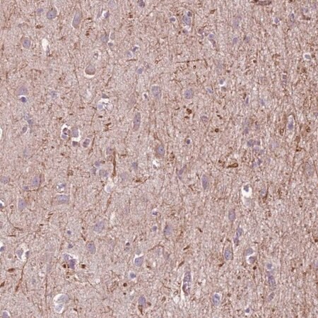 Merck Anti-MEGF8 antibody produced in rabbit