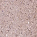 Merck Anti-MEGF8 antibody produced in rabbit