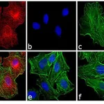 Thermo Fisher Scientific F(ab`)2-Donkey anti-Rat IgG (H+L) Highly Cross-Adsorbed Secondary Antibody, TRITC