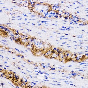 Merck ANTI-COL1A1 ANTIBODY PRODUCED IN RABBIT&
