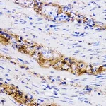 Merck ANTI-COL1A1 ANTIBODY PRODUCED IN RABBIT&