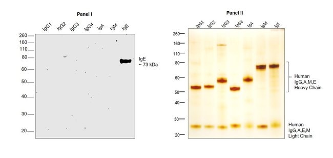 Thermo Fisher Scientific Mouse anti-Human IgE Secondary Antibody