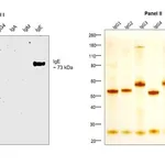 Thermo Fisher Scientific Mouse anti-Human IgE Secondary Antibody