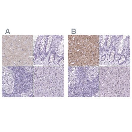 Merck Anti-SLC32A1 antibody produced in rabbit