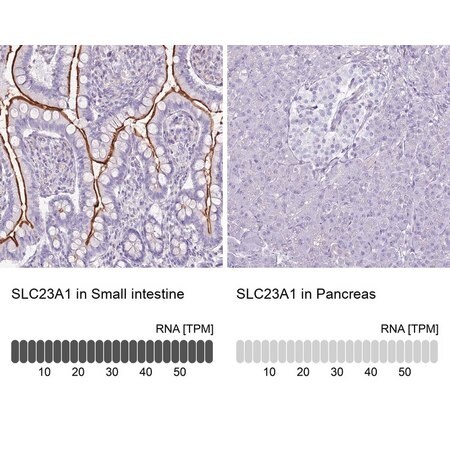 Merck Anti-SLC23A1 antibody produced in rabbit