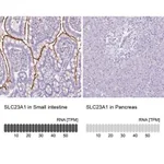 Merck Anti-SLC23A1 antibody produced in rabbit