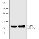 Thermo Fisher Scientific Rabbit anti-Mouse IgG (H+L) Cross-Adsorbed Secondary Antibody, AP