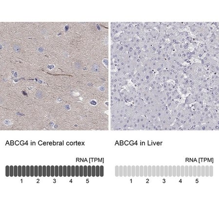 Merck Anti-ABCG4 antibody produced in rabbit