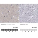 Merck Anti-ABCG4 antibody produced in rabbit