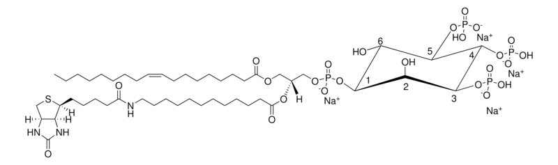 Merck 18:1-12:0 Biotin PIP3