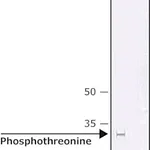 Merck ANTI-PHOSPHOTHREONINE ANTIBODY, MO&