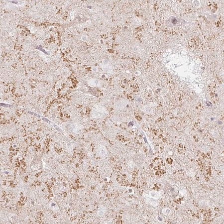 Merck Anti-GRIA3 antibody produced in rabbit