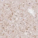 Merck Anti-GRIA3 antibody produced in rabbit