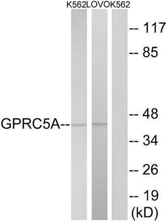 Merck Anti-GPRC5A antibody produced in rabbit