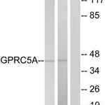 Merck Anti-GPRC5A antibody produced in rabbit